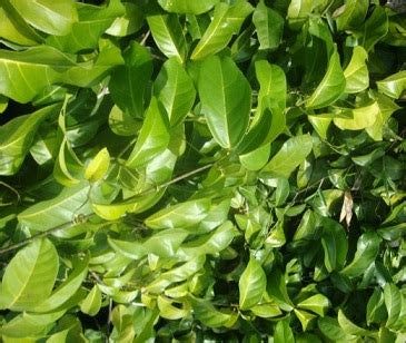 Una Planta con Propiedades Medicinales y Espirituales